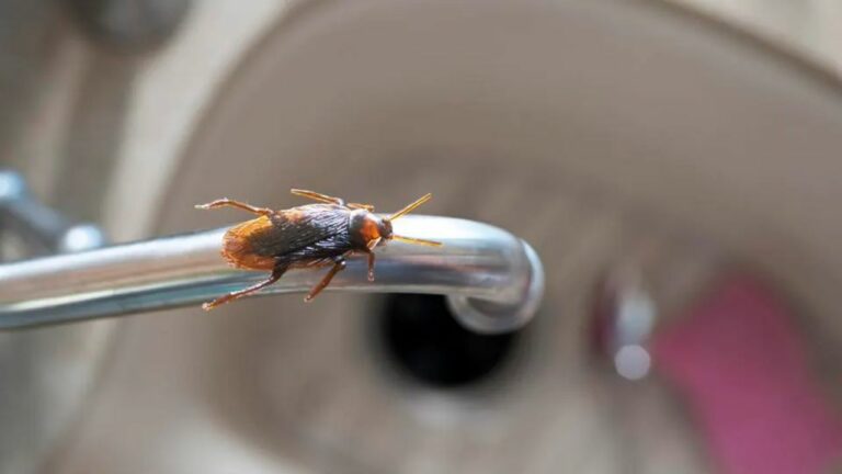 This City in Arizona Has Been Named as One of the Worst Roach Infested-Cities in United States